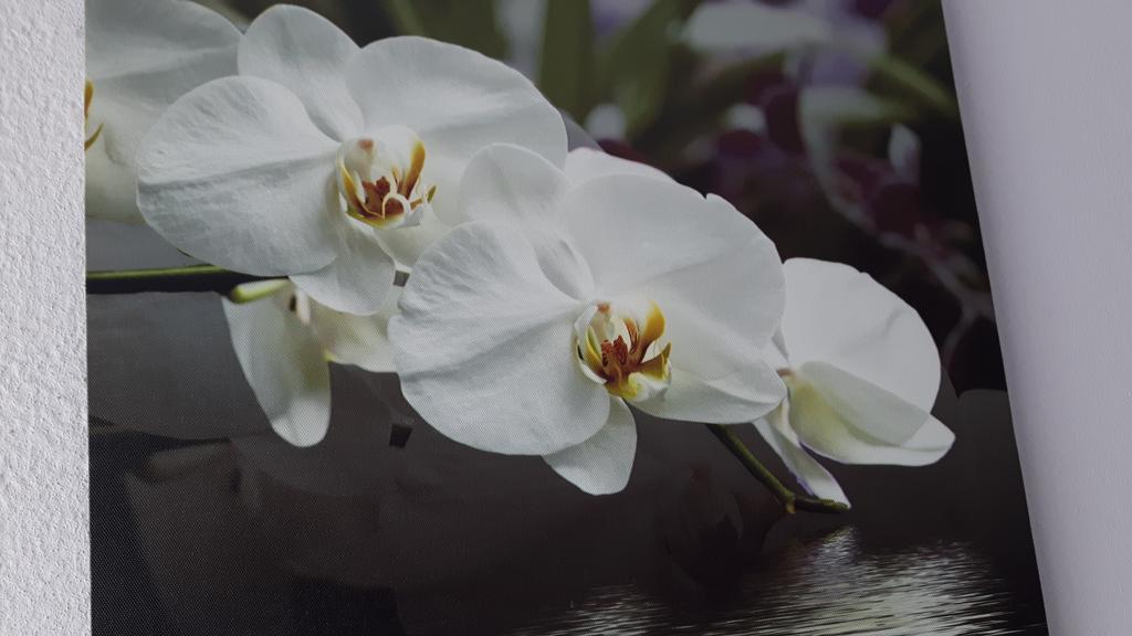 丰沙尔Casa Violeta别墅 外观 照片