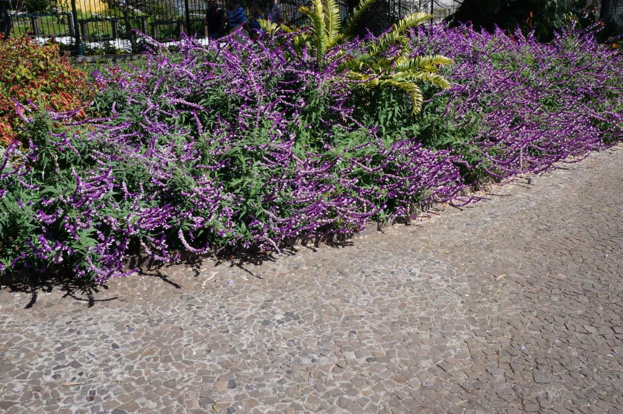 丰沙尔Casa Violeta别墅 外观 照片